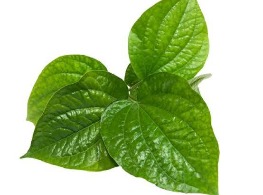 ใบชะพลู