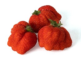 สตอเบอรี่ญี่ปุ่น