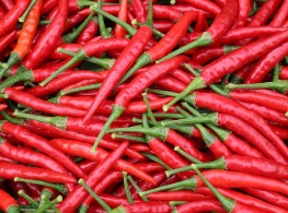 พริกมันแดง ฮอทชิลี่