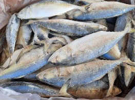 ปลาทูสด-แช่แข็ง