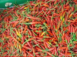 พริกขี้หนูสวนจันทบุรี (แดงล้วน)