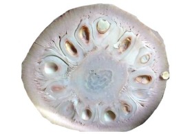 ขนุนอ่อนต้ม