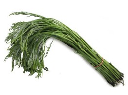 ยอดกระถิน