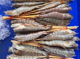 กุ้งขาวสดเสียบไม้