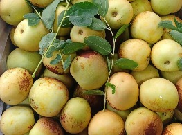 พุทรากลม