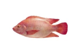 ปลาทับทิมสด