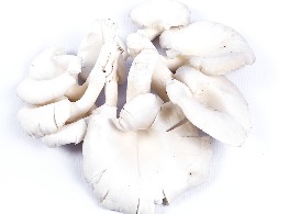 เห็ดเป๋าฮื้อ