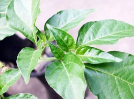 ยอดพริก