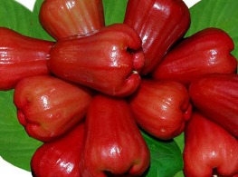 ชมพู่ยักษ์ใต้หวัน