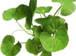 ใบบัวบก