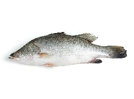 ปลากะพง