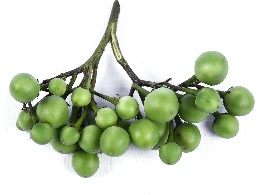 มะเขือพวง