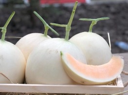 แคนตาลูปซันสวีท