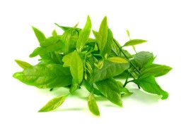 ผักหวานป่า