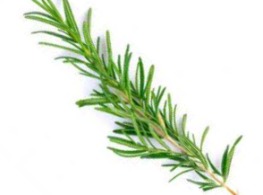 โรสแมรี่