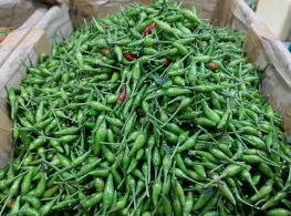 พริกขี้หนูสวนหอมสุพรรณ (เขียวล้วน)