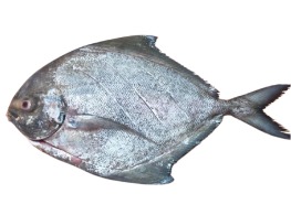 ปลาจาระเม็ดดำ สด