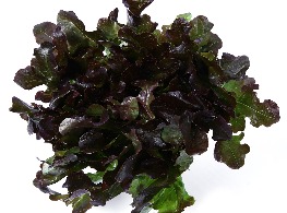 เรดโอ๊ค