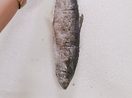 ปลาอินทรีย์เค็ม (ตัว)