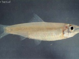 ปลาซิวแก้วสด