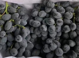 องุ่นจักรพรรดิ