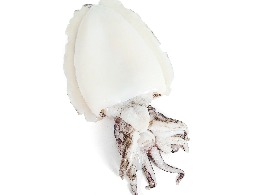 หมึกกระดอง