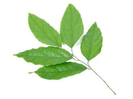 ใบย่านาง