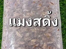 สะดิ้งไข่