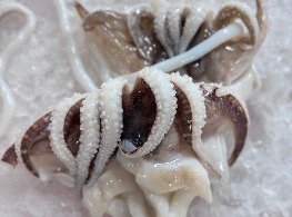 หนวดหมึกกระดอง