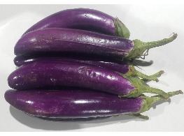 มะเขือยาวม่วง