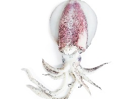 หมึกหอม