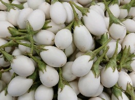 มะเขือไข่เต่า ขาว
