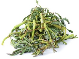 กระเฉดยอด