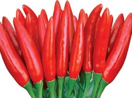 พริกช่อจีน