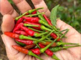 พริกขี้หนูสวนหอม (เขียวผสมแดง)