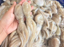 หมึกสาย