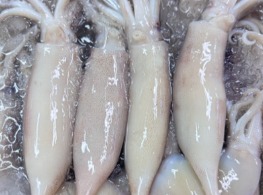 หมึกอินโด