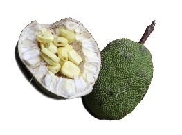 ขนุนมาเลย์