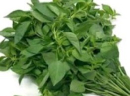 ใบแมงลักเด็ด