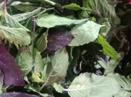 กะเพราแดงเด็ด