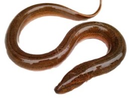 ปลาไหลสด