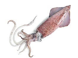 หมึกกล้วยดำ