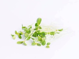 ต้นอ่อนทานตะวัน