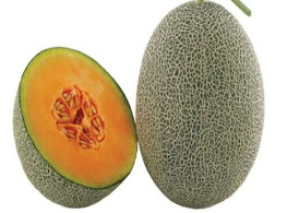 เมล่อนทิเบต