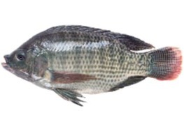 ปลานิลสดตัดหัว