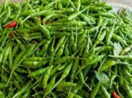 พริกขี้หนูสวนจันทบุรี (เขียวล้วน)