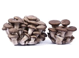 เห็ดนางรม