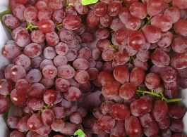 องุ่นพันธุ์กิมสัน