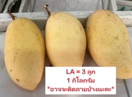 มะม่วงน้ำดอกไม้สีทอง (สุก)