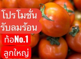 มะเขือเทศท้อ